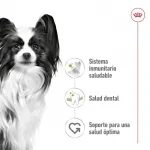 Royal Canin-X-Small Adulto Razas Miniaturas (1)