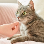 Beaphar VERMIpure comprimidos naturales parásitos internos para gatos