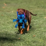 ForFanPets Juguete para perros de Cuerda Stitch