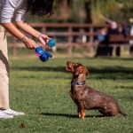 For Fan Pets Juguete para perros Pelota Stitch