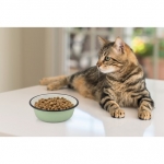 Nayeco Comedero para gatos de Acero Inoxidable Shadow