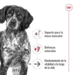 Royal Canin Medium Ageing Comida húmeda en Paté Para Perros Medianos +7 Años