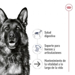 Royal Canin Maxi Ageing Comida húmeda en Paté Para Perros Grandes +5 Años