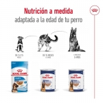 Royal Canin Maxi Ageing Comida húmeda en Paté Para Perros Grandes +5 Años
