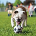 Kong Sport Balls Pelotas Para Perro