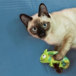 Kong Refillable Camaleon de Peluche para Gatos con Catnip