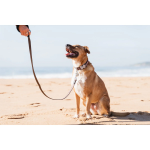 RedDingo Collar para Perros Marrón con Puntos Rosas