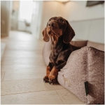 Hunter Cama Cuadrada Para Perros Boston Marrón
