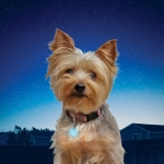 Luz Azul de Posición para Collar de Perros Nite Ize Blue Jewel