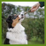 Whimzees Toothbrush Snack Dental XL Para perros Gigantes