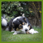 Whimzees Hedgehog Snack Dental L Para Perros Grandes