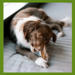 Whimzees Stix Snack Dental S Para Perros Pequeños