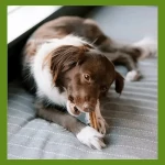 Whimzees Stix Snack Dental L Para Perros Grandes