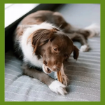 Whimzees Stix Snack Dental XK Para Perros Gigantes