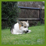 Whimzees Alligator Snack Dental M Para Perros Medianos