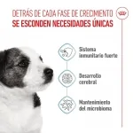 Royal Canin-Mini Puppy (1)