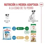 Royal Canin-Mini Puppy (1)