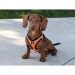 Nayeco X-TRM Neo Arnés Para Perros Naranja