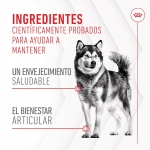 Royal Canin Joint & Ageing Chews Suplemento Alimenticio para Perros Movilidad