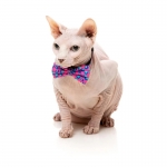 FuzzYard Pack Collar, Pajarita y Bandana Para Gatos Bubblegum