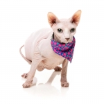 FuzzYard Pack Collar, Pajarita y Bandana Para Gatos Bubblegum
