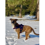 Freedog Arnés Para Perros Strong Rojo
