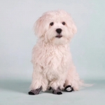 Karlie Sockies Calcetines Para Perros 4 Unidades