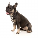 Fuzzyard Collar Para Perros Carioca