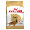 Cocker Adulte (1)