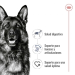 Maxi Adulte Grandes Races (10)