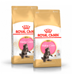 Royal Canin-Chaton Maine Coon (1)
