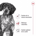 Royal Canin-Croquettes Medium Adulte Races Moyennes (1)