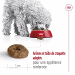 Royal Canin Mini Ageing +12 nourriture pour chiens âgés de races petites