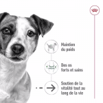 Royal Canin Mini Ageing +12 nourriture pour chiens âgés de races petites