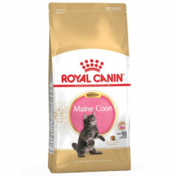 Royal Canin-Chaton Maine Coon (1)