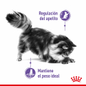 Royal Canin Appetite control care Jelly