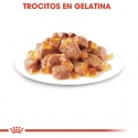 Royal Canin Instinctive Sobres En Gelatina Para Gato Adulto