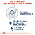 Royal Canin Maxi pack de sobres para perros adultos