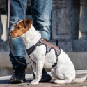 Ferplast Dog Arnes Ergotrekking Negro