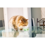 virbac-solution anti-plaque pour boison pour chien et (ou) chat (1)