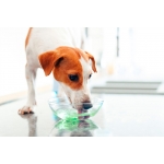 virbac-solution anti-plaque pour boison pour chien et (ou) chat (1)