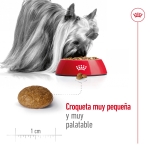 Royal Canin-X-Small Ageing +8 Races Miniatures (1)