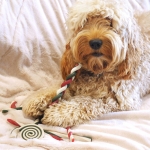 Cupid and Comet Bastones de Navidad Snack para Perros
