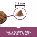 ACANA First Feast pour chaton
