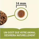 Chien Senior (6)