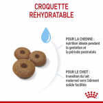 Royal Canin-Maxi Starter Gestation/Allaitement (1)