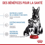 Royal Canin-Maxi Starter Gestation/Allaitement (1)