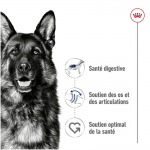 Maxi Adulte Grandes Races (10)