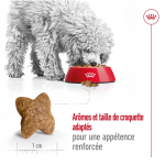 Royal Canin-Mini Adulte Petites Races (1)