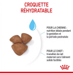 Royal Canin-Mini Starter Gestation/Allaitement (1)